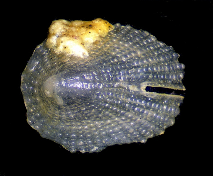 Emarginula forse pustula forse